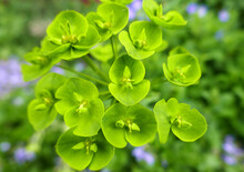 A Macro Of Euphorbia Seguieriana Or Steppe Spurge With Green Flowers