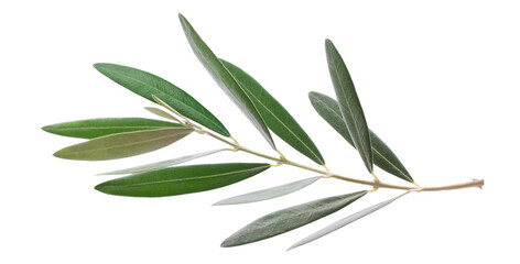 fresh olive branch leaves isolated on white background
