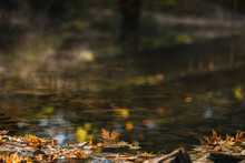 Autumn Leaves Floating On Stream