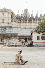 A Monkey Mom Holds Her Baby In Front Of A Stone Temple In India 