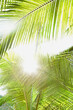 © Trinette Reed/Stocksy - Palm tree leaves in sun