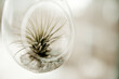 © Kim Swain/Stocksy - air plant close
