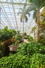 Walking Path Through Glass-roofed Greenhouse In Rainforest Biome