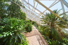 Walking Path Through Rainforest Greenhouse With Glass Roof