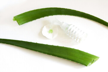 Closeup of a bottle with a cotton pad and two cut aloe vera leaves. Fresh curative plant. Healing and skin care concept. Top view, on a white background