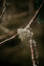 Arboreal Moss