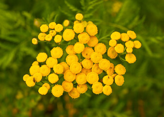 Wall Mural - Close-up of tanacetum vulgare, Belgium