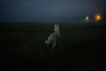 Walking With A White Dog By Night In The Field During The Full Moon 