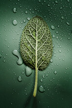 Sage Leaf Monochrome 