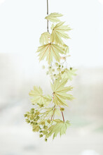 Thin Branch Of Young Green Leaves Of Maple Tree