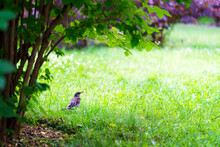 A Large Cuckoo Chick Walks On The Grass Under A Bush