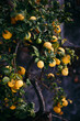 © Alejandro Moreno de Carlos/Stocksy - Lemon tree closeup