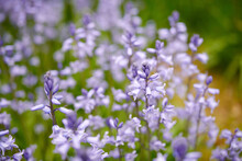 Closeup Of Common Bluebell Flowers Growing And Flowering On Green Stems In Remote Field, Meadow Or Home Garden. Textured Detail Of Backyard Blue Kent Bell Or Campanula Plants Blossoming And Blooming