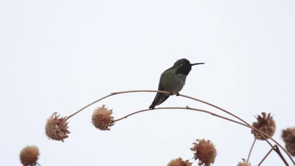 Wall Mural - A male Anna's hummingbird perches on a dry sunflower stem and spends a few seconds looking back and forth to watch for intruders before suddenly taking off to chase away another hummingbird.