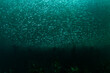 © Shane Gross/Stocksy - Herring Shoal