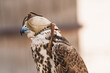 © Kike Arnaiz/Stocksy - Portrait of a Falcon in Qatar.