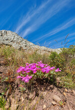 Drosanthemum Flowers Growing On Rocky Mountain Land With A Blue Sky Background On A Summer Day. A Pink Succulent Plant Blooming On Hard Rock Soil Outdoors In Nature Near Green Grass In Spring