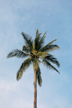 Coconut Tree With Blue Sky Background 