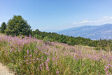 Fototapeta Góry - Summer landscape of Belasitsa Mountain, Bulgaria