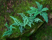 Japanese Painted Ferns (Athyrium Niponicum) And Christmas Fern (Polystichum Acrostichoides) Growing On Mossy Rocks In Japanese Garden In Central Virginia.
