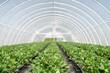 © Andriy Bezuglov/Stocksy - Interior of greenhouse with many berry plants