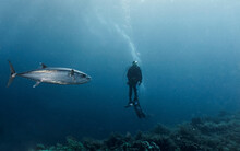 A Blue Fin Tuna Swimming Past A Diver At Tubbataha Reef