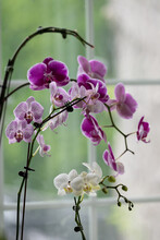 Pretty Orchids In Front Of Window