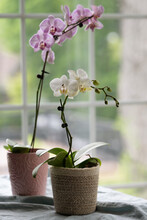 Pretty Orchids On Table