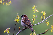 Sparrow Bird On A Branch In The Spring