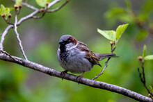 Sparrow Bird On A Tree Branch With Budding Leaves