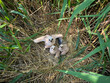 Fluffy harrier chicks waiting for feed. Western marsh harrier cubs, Circus aeruginosus, in nest built in reed. Bird of prey nesting in wildlife nature. Harrier in natural habitat. Breeding season.