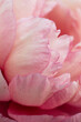 © Kelly Knox/Stocksy - delicate pink peony petals