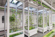 © Don Smith/Stocksy - Futuristic laboratory growing plants