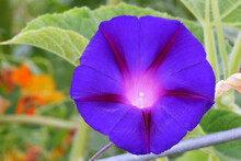 Purple Morning Glory Mandala