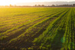 sunrising over a freshly sprouting crop of winter wheat