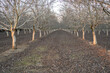 grove of leafless almond tree orchard