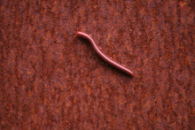 Red Bug On Iron Red Rusty Iron Background