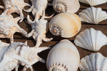 A Pile Of Seashells Background