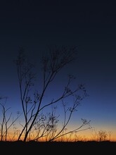 Dusky Sunset Silhouette Of Plant