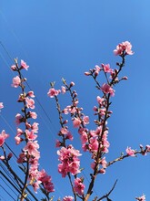 Bright Pink Blossoms Against A Blue Sky