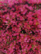 Bright Pink Blooms In A Dense Bush