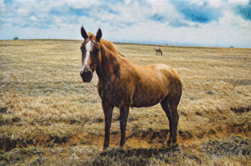 Poster - Horse in dry grassy field on the southern most part of Mauna Loa, the Big Island of Hawaii.