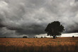 © Kirsty Larmour/Stocksy - Fields of corn under a stormy English sky