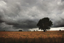 Fields Of Corn Under A Stormy English Sky