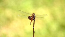 Red Saddlebags Dragonfly Perched On A Twig In A Backyard In Panama City, Florida, USA