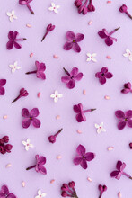 Lilac Flower Background