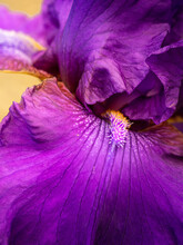 Closeup Of A Multicolored Iris