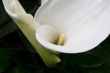 White Flower Closeup On Black