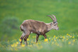 © Peter Wey/Stocksy - Young male Alpine Ibex