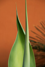 Green Plant Leaf Closeup On Orange Background